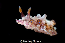 March of the Nudi by Henley Spiers 